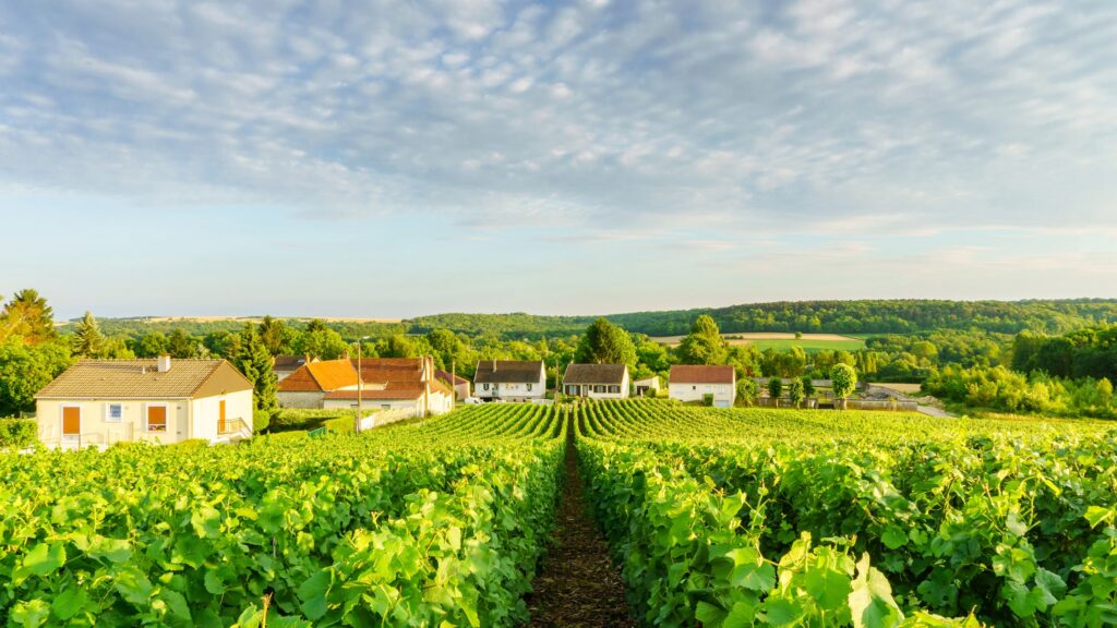 Champagne in France