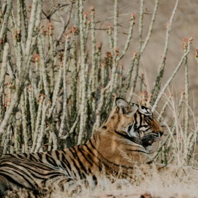 India jungle - Annie Spratt