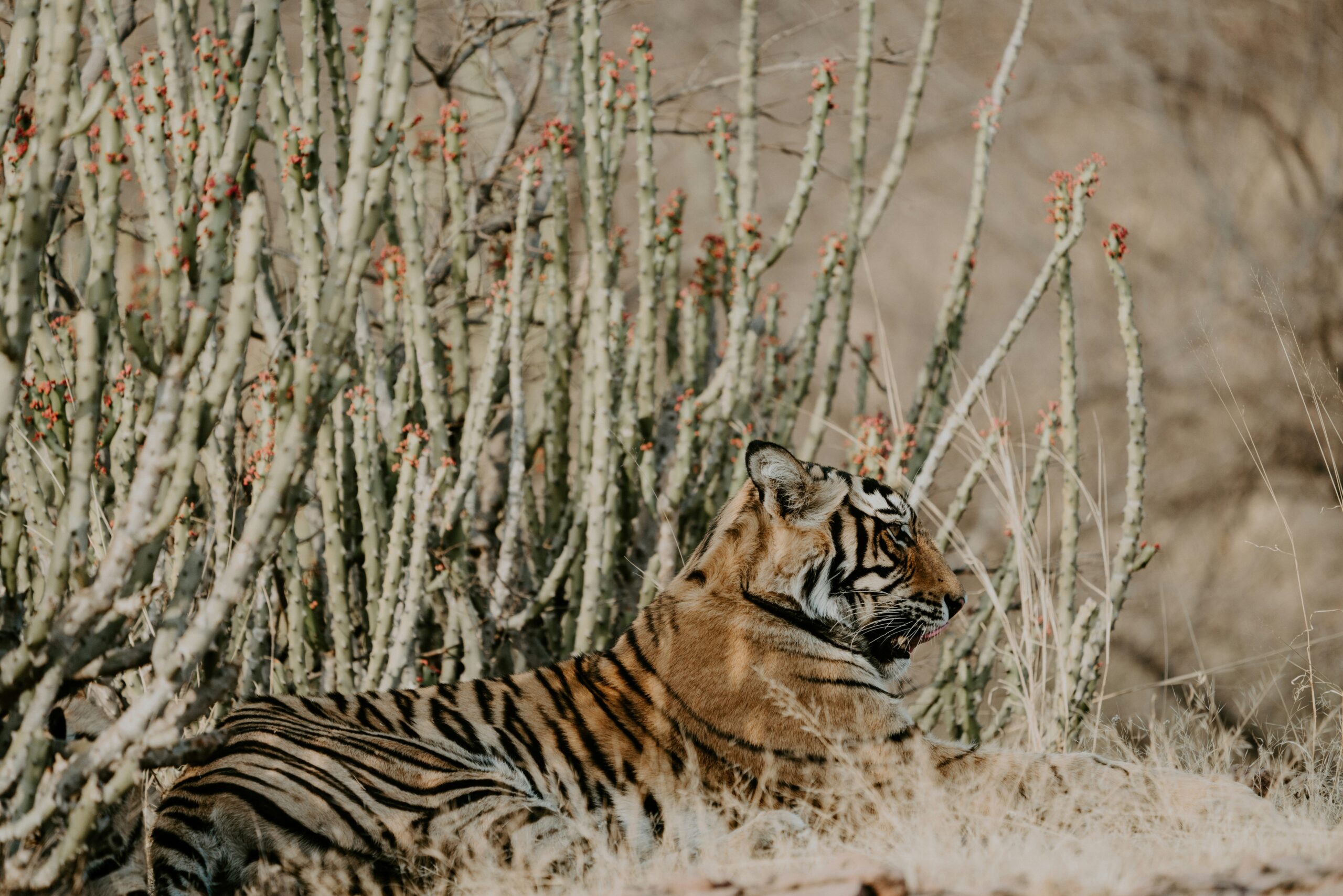 India jungle - Annie Spratt