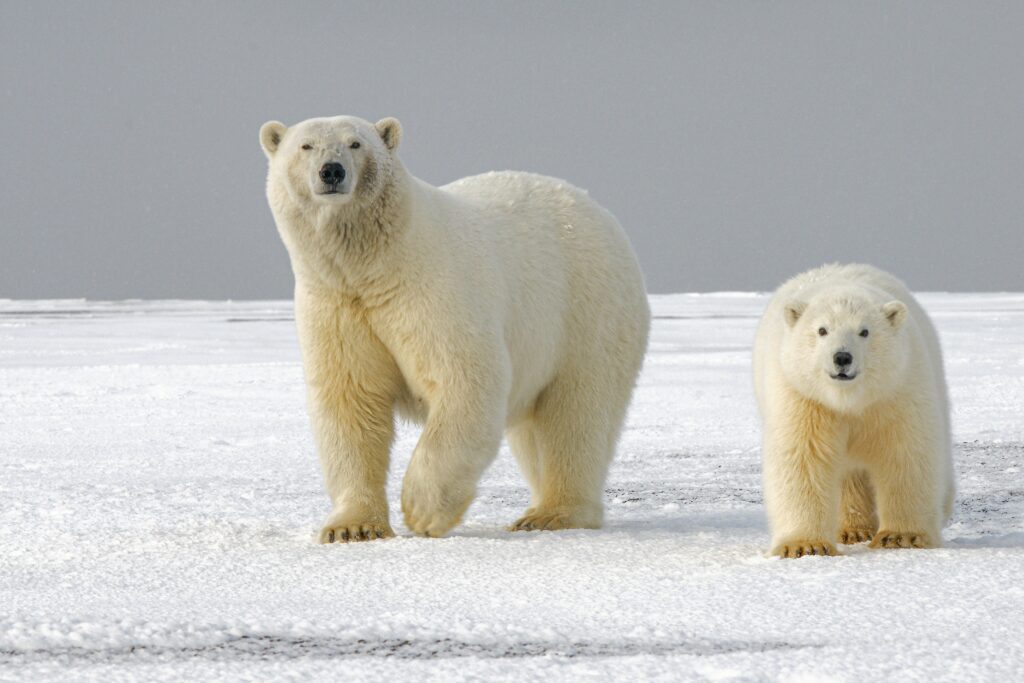 Polar bear - Hans-Jurgen Mager