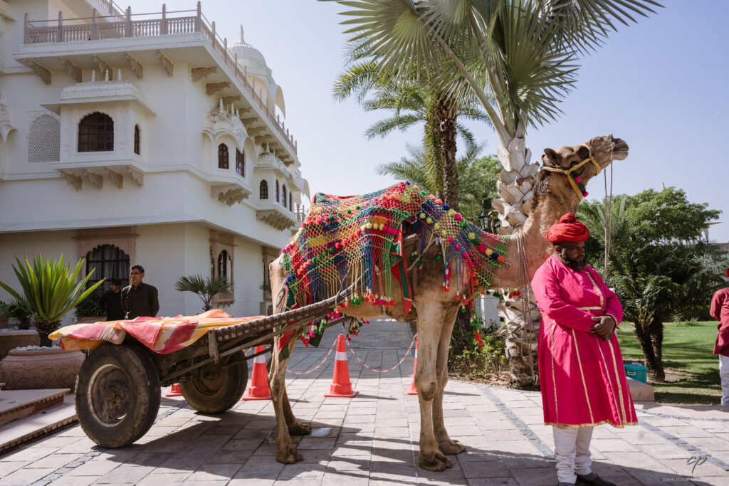 Camel decorated with colourful blanket besides man in a red turban